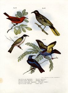 緋色のミゾメラ、1864 作： German School